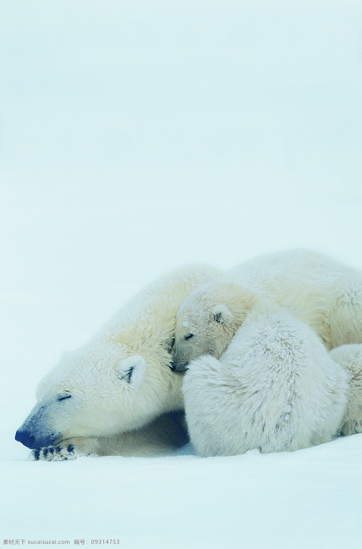 睡觉 北极熊 动物 野生动物 北极 熊 母熊和小熊 雪地 陆地动物 生物世界
