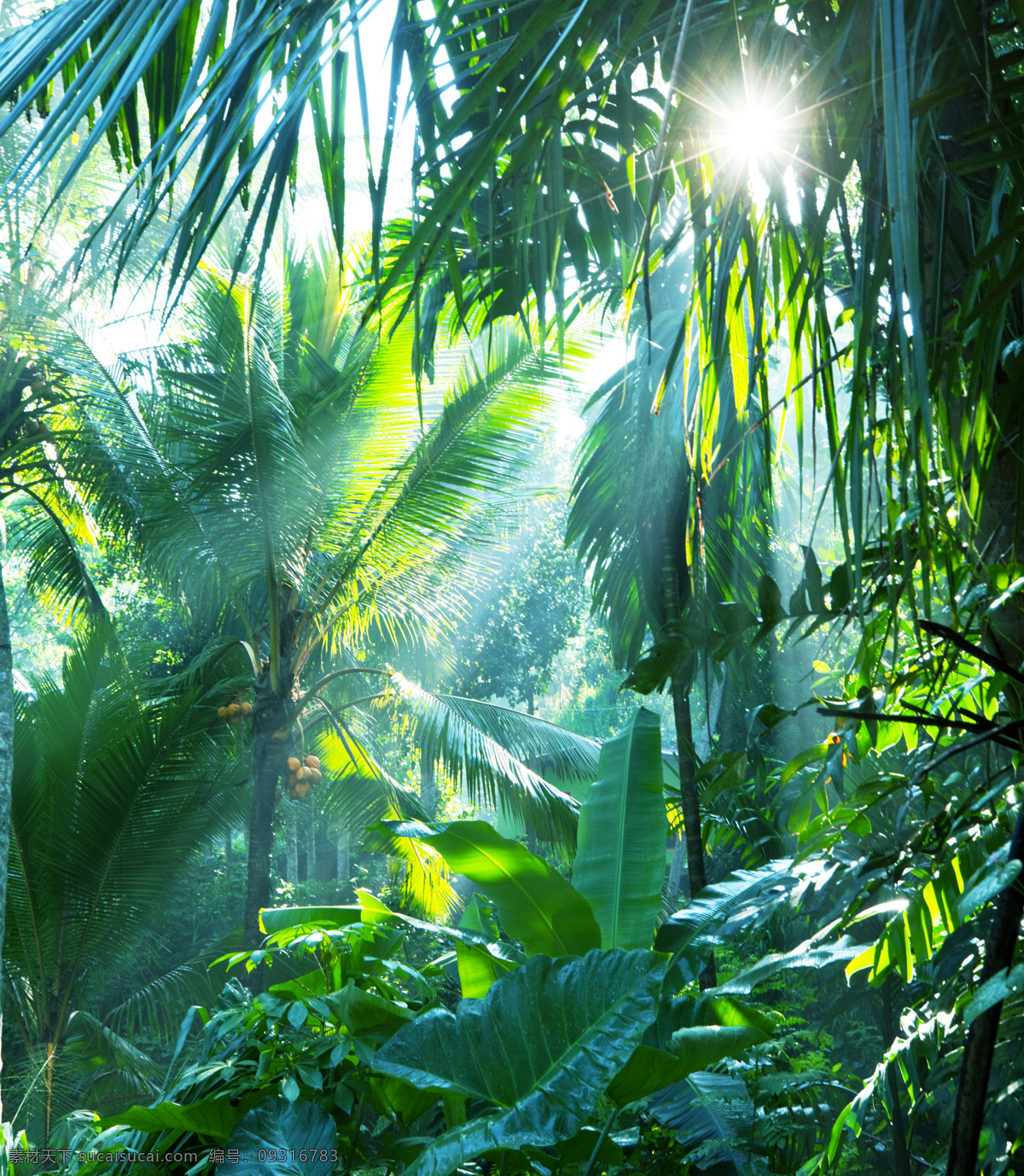 热带 植物 风景 热带雨林风景 热带植物风景 美丽风景 风景摄影 自然美景 美丽风光 山水风景 风景图片