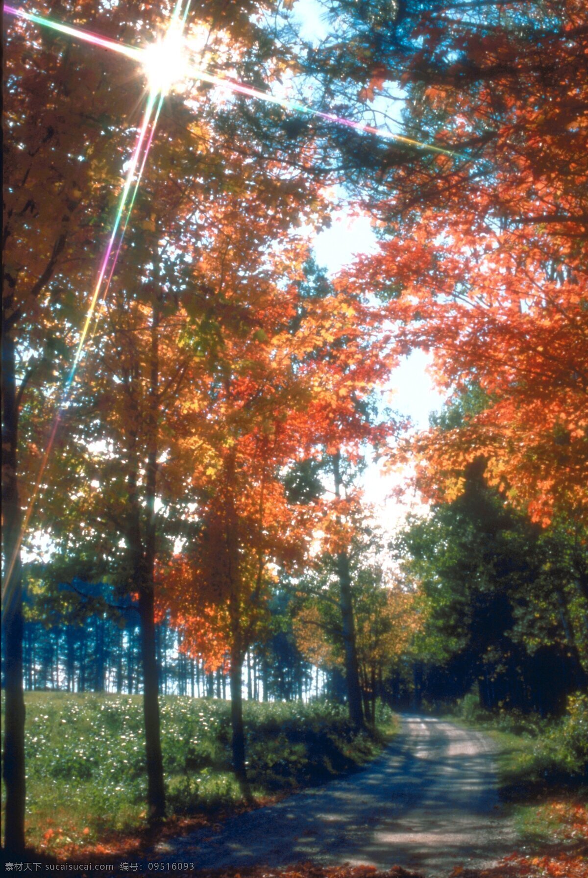 秋天免费下载 风光 风景 枫树 枫叶 广告 大 辞典 红叶 枯木 落叶 秋季 秋天 树叶 树木 树林