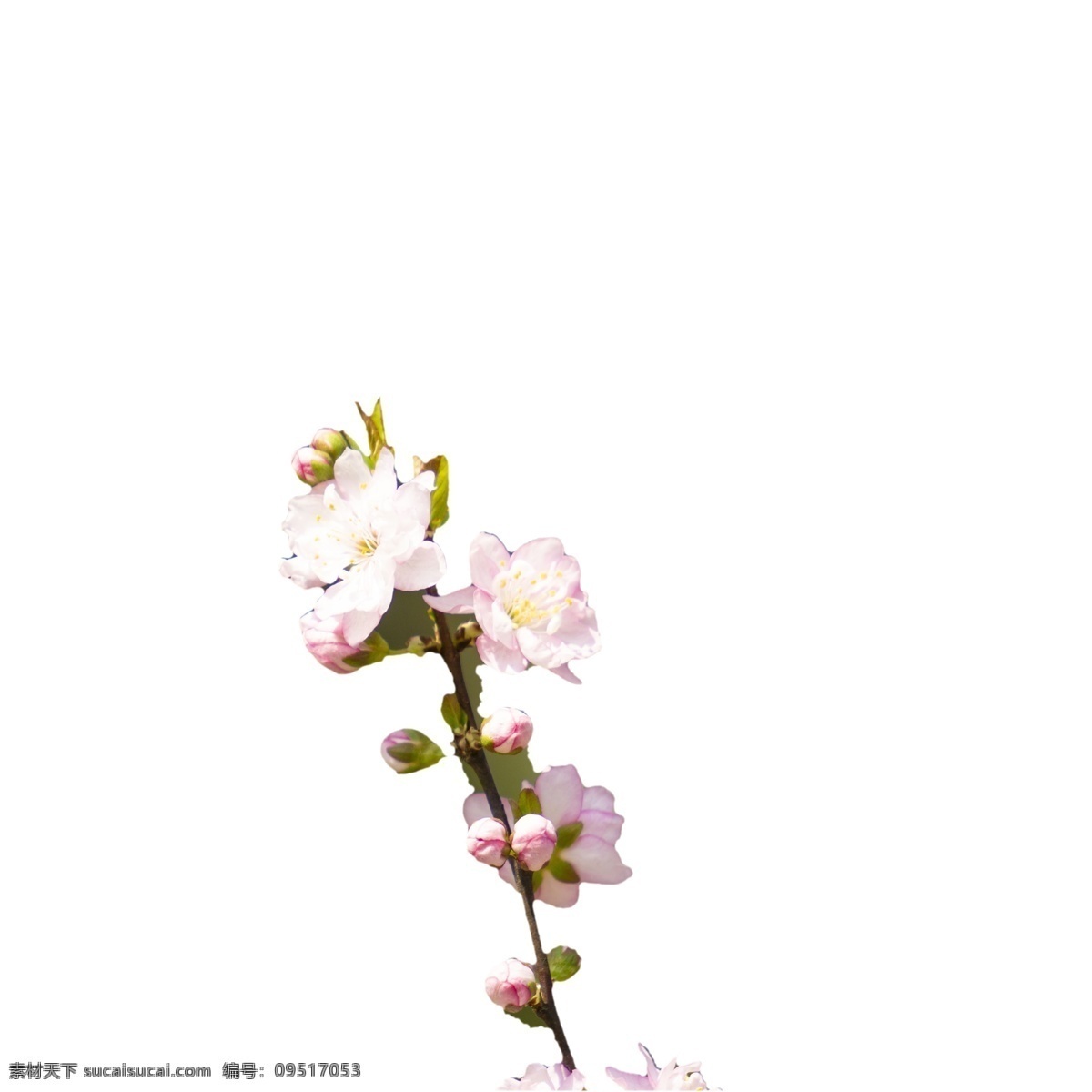 粉色 开放 桃花 免 扣 图 真实的桃花 花朵 桃花朵朵开 盛开的桃花 含苞待放