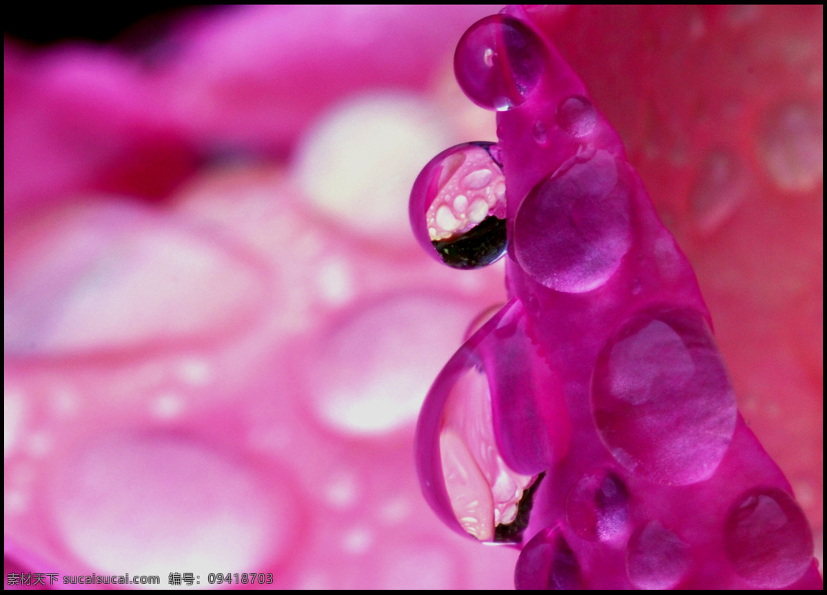 高清图片 晶莹剔透 水滴 透明 雨 自然景观 奇异 水珠 奇异的水珠 折射 psd源文件