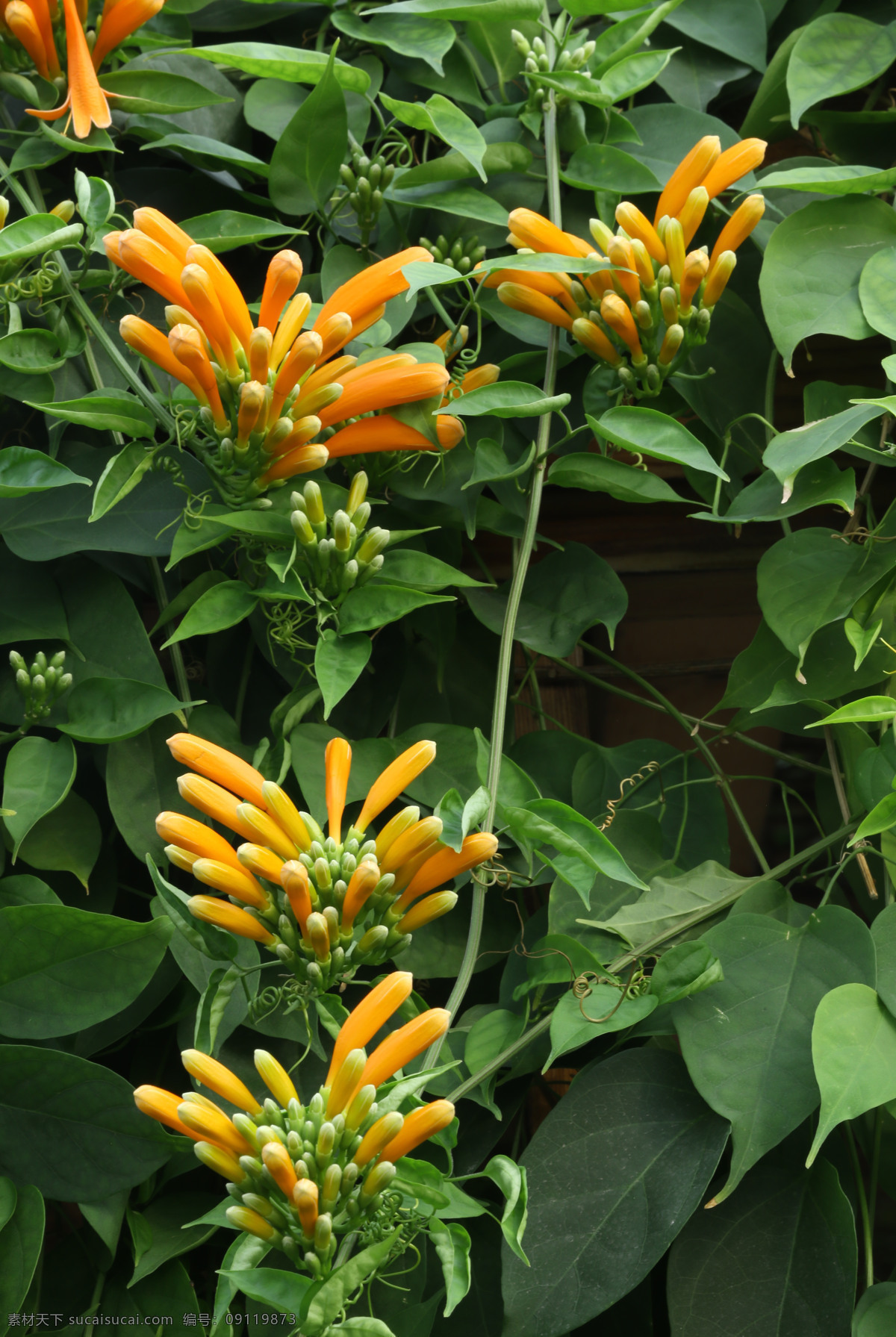 鞭炮花 爆竹花 吉祥草 炮仗花 爆炸花 花卉 花儿 花草 植物 园林绿化 绿化景观 花朵 花蕊 花卉大观园 生物世界