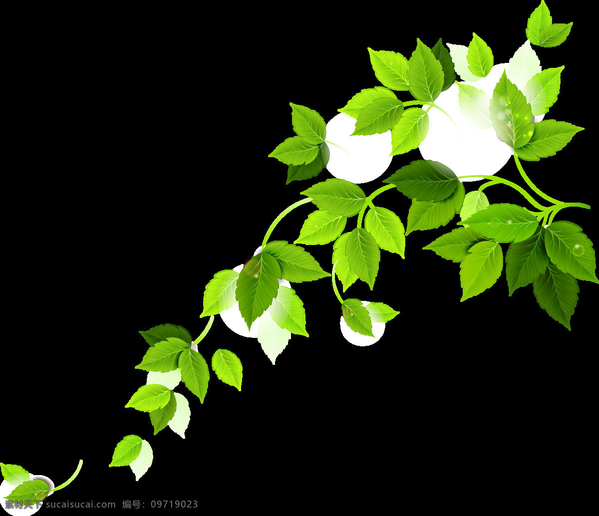 绿色 树枝 元素 植物