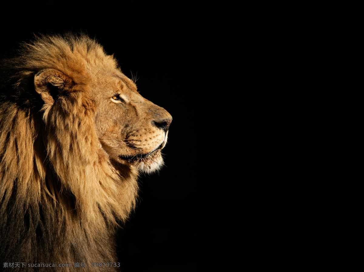 威武 雄狮 特写 高清 狮子特写 狮子 野生动物 动物世界 动物摄影 陆地动物 动物图片 黑色