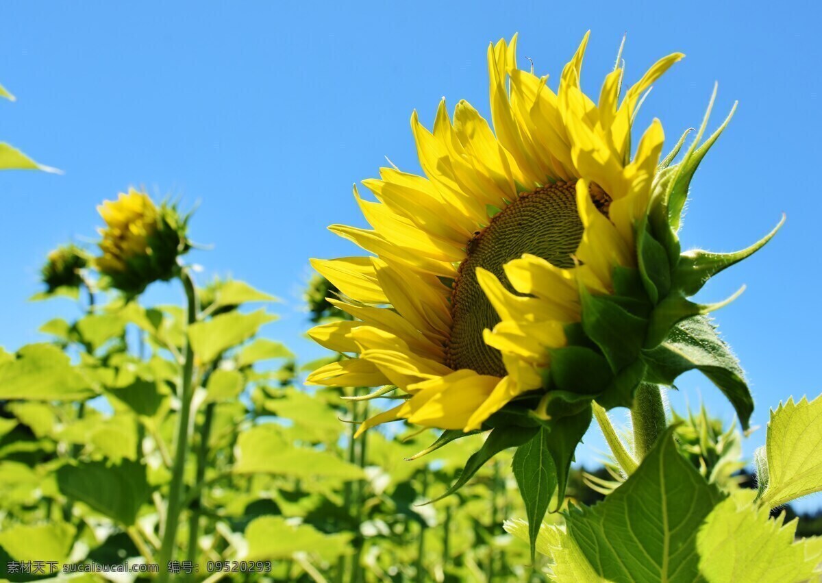向日葵盘栽 葵花 太阳花 花海 鲜花 葵园 向阳花 向日葵园 绿叶 精神 特写 向日葵背景 向日葵海报 向日葵促销 葵花背景 唯美向日葵 葵瓜子促销 葵瓜子海报 葵瓜子背景 葵花籽背景 生物世界 自然景观 田园风光