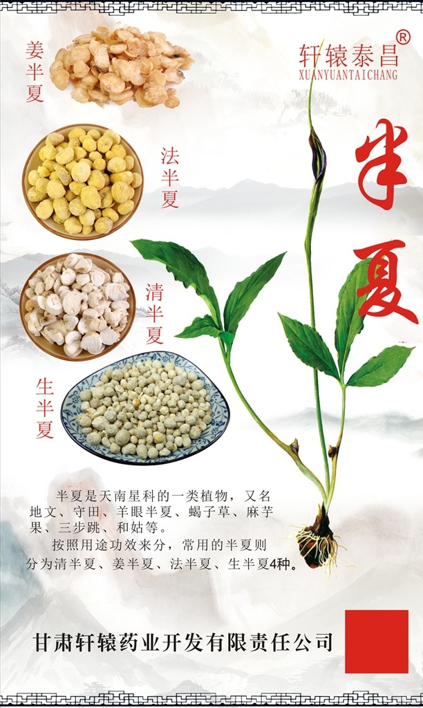 中药材半夏素材图片下载-素材编号09321333-素材天下图库