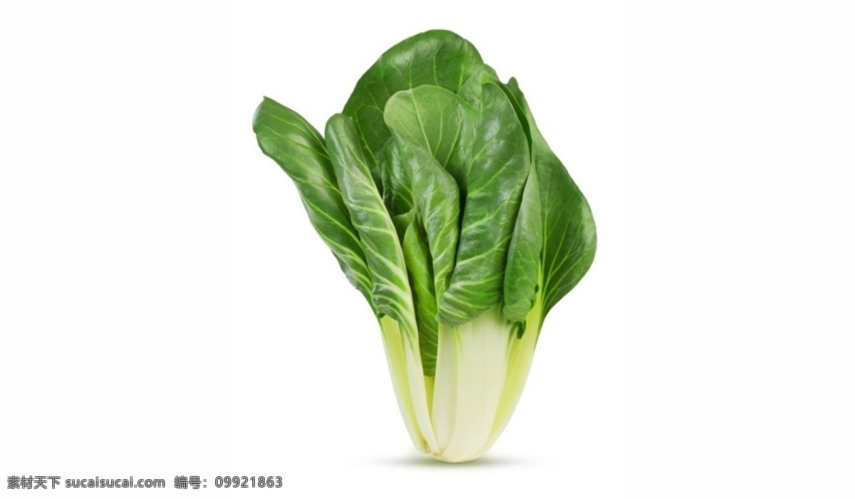蔬菜 青菜 小白菜 植物 叶子 食物
