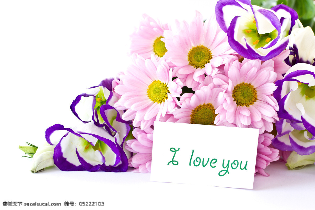 贺卡 美丽 鲜花 雏菊 粉红色花朵 菊花 美丽鲜花 漂亮花朵 花卉 花草树木 生物世界