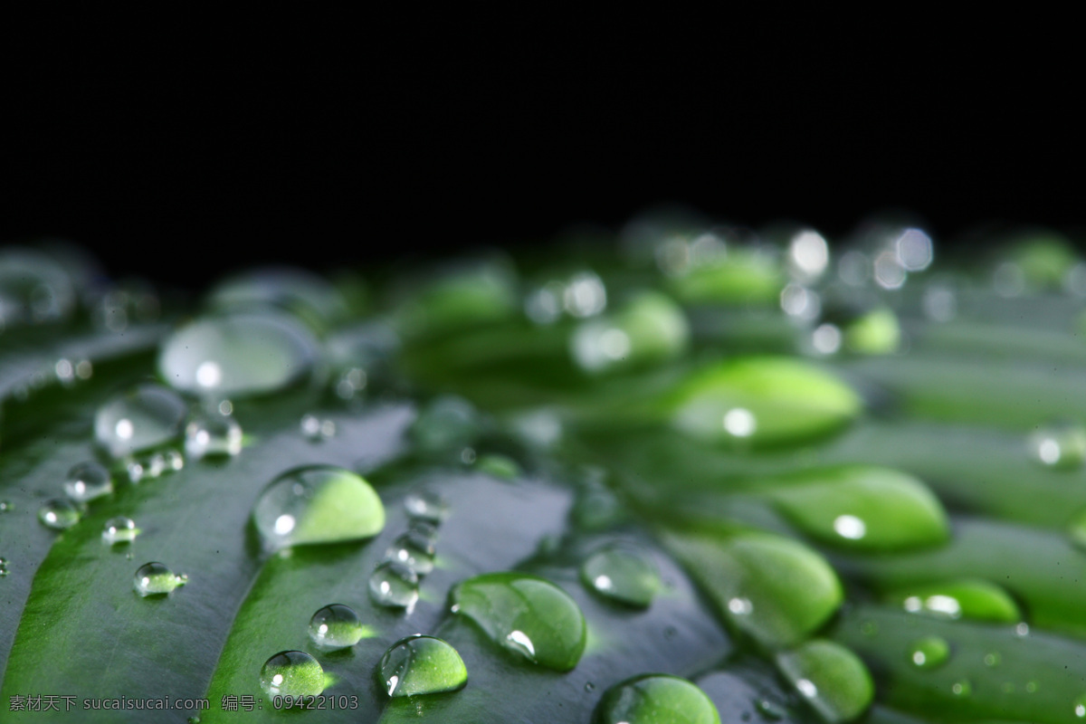 露水 露珠 绿叶 绿叶背景 树叶 水滴 水珠 上 绿叶上的露珠 晨露 漂亮的水珠 绿叶上的水珠 晶莹剔透 水珠特写 绿叶特写 水珠图片 水珠和绿叶 自然环保 干净的水珠 清澈的水珠 雨后 雨水 微距拍摄 水珠水花水滴 自然风景 自然景观 psd源文件