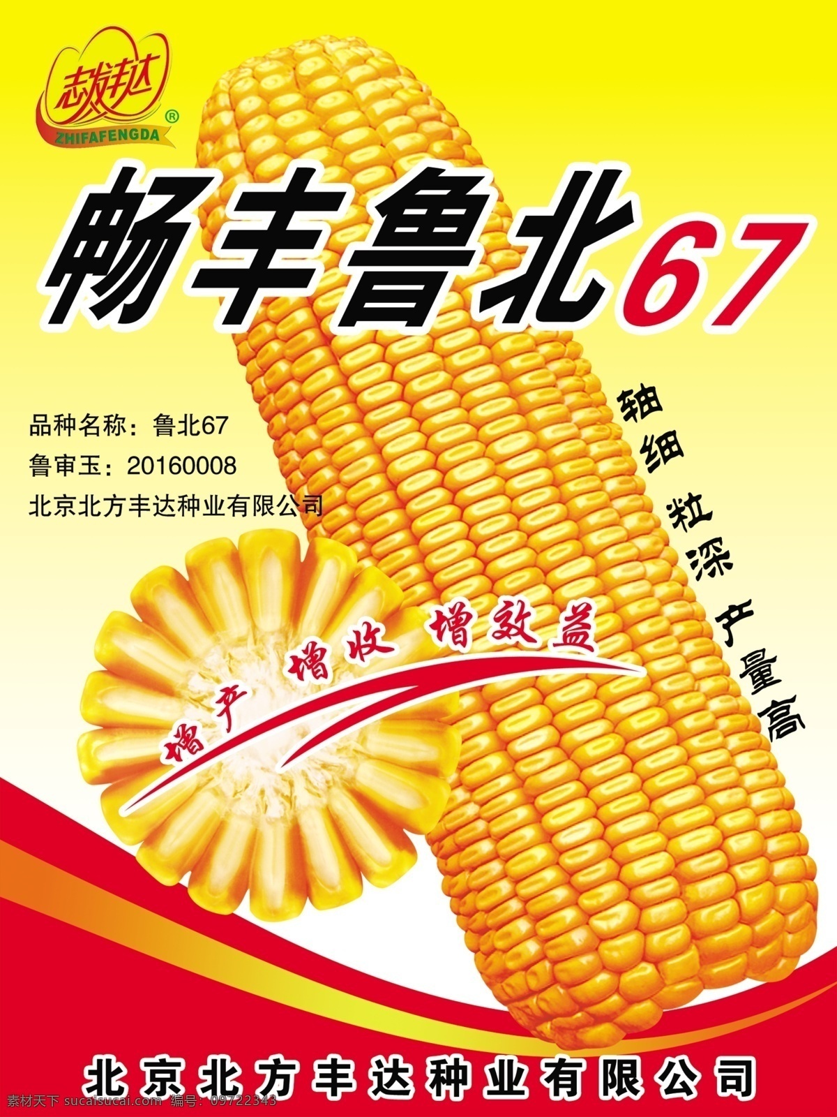 玉米海报 玉米 鲁北玉米 棒子 玉米宣传