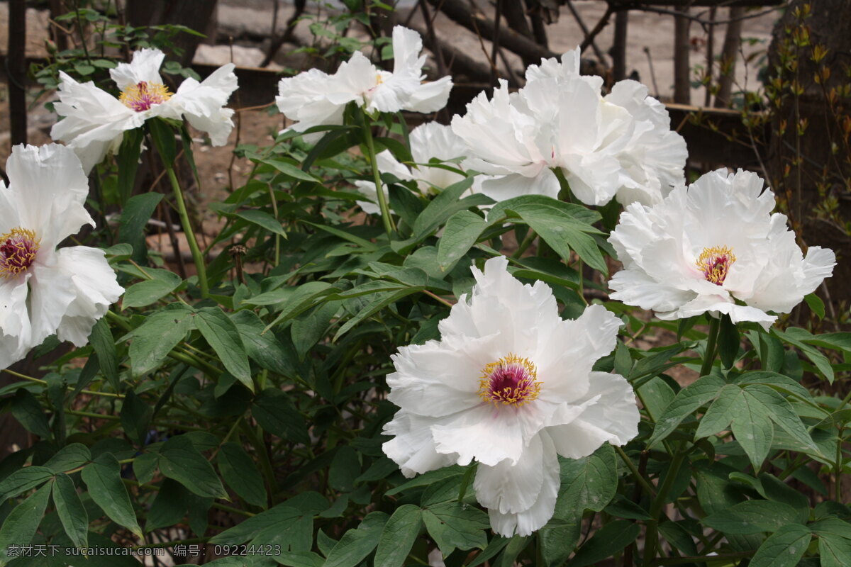 白花 春天 国花 花草 花朵 花花世界 花卉特写 花团锦簇 冰清玉洁 白 牡丹 柴垛边的 白色的 干净的 五月花 盛开 生物世界