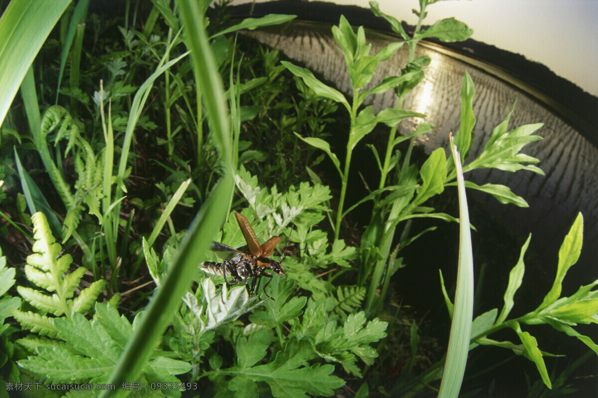 草丛 中 昆虫 草 绿叶 叶子 昆虫摄影 动物 动物素材 自然 自然风光 大自然 森林 图片背景 田野 野外 昆虫世界 生物世界