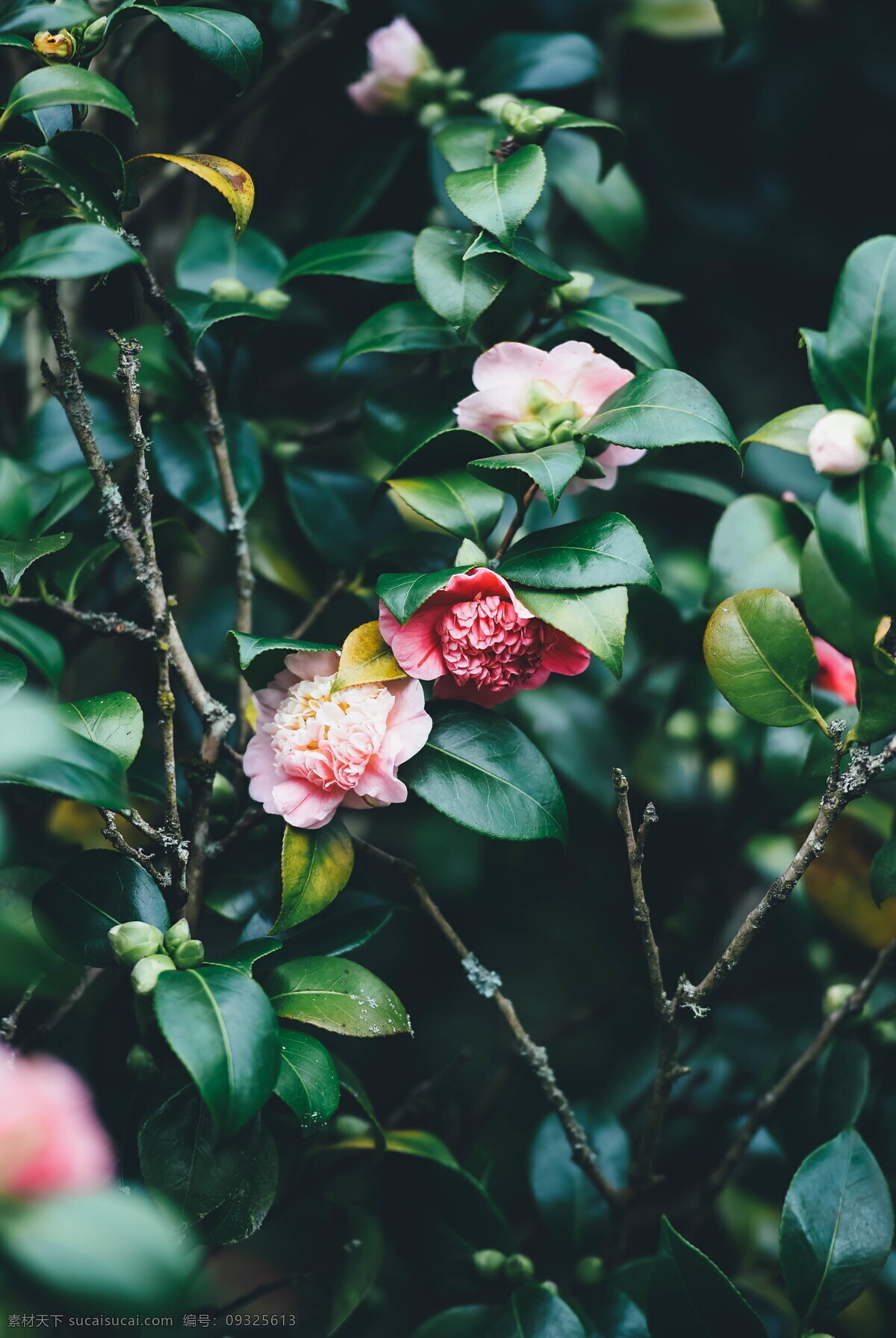 高清 鲜艳 粉色 山茶花 唯美花朵 植物花朵 绿叶 树叶