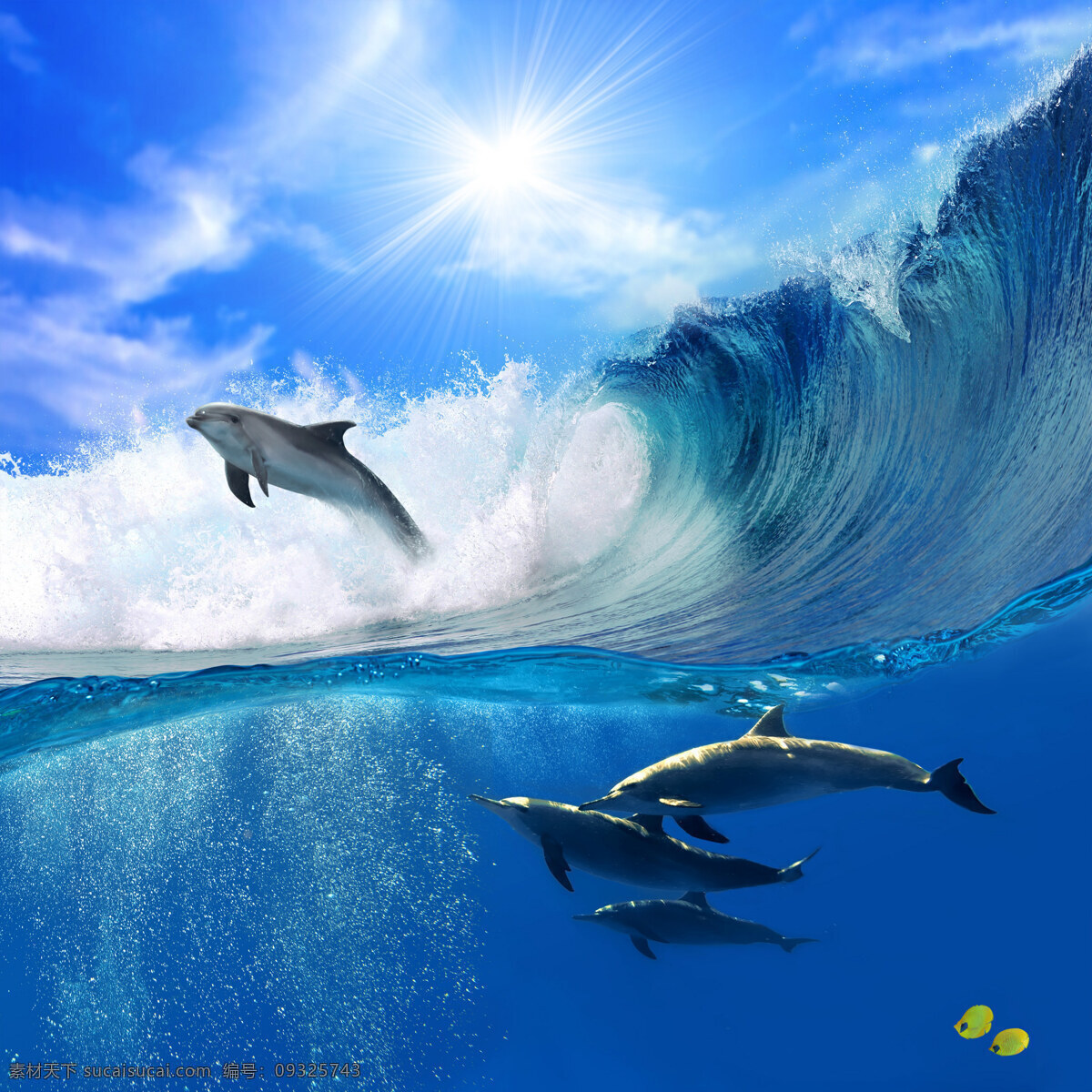 大海 里 跳跃 海豚 动物世界 海底生物 海浪 浪花 海面 风景 美景 摄影图 高清图片 水中生物 生物世界