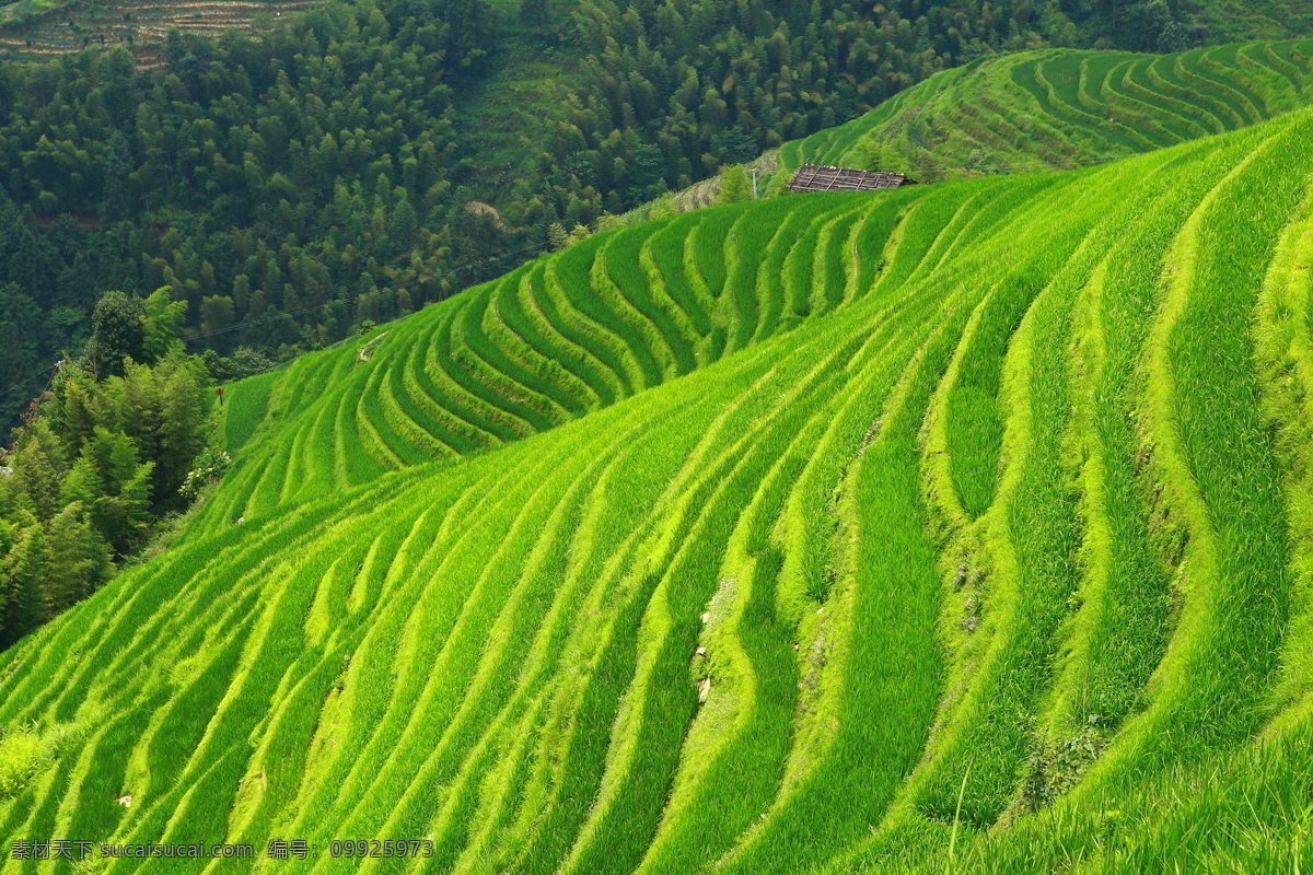 龙脊梯田 夏天 绿色 阳光 生命 广西龙脊梯田 田园风光 自然景观