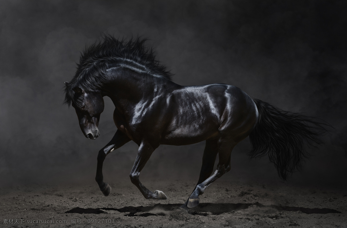奔跑 黑马 骏马 奔跑的黑马 马匹 马 动物世界 陆地动物 生物世界