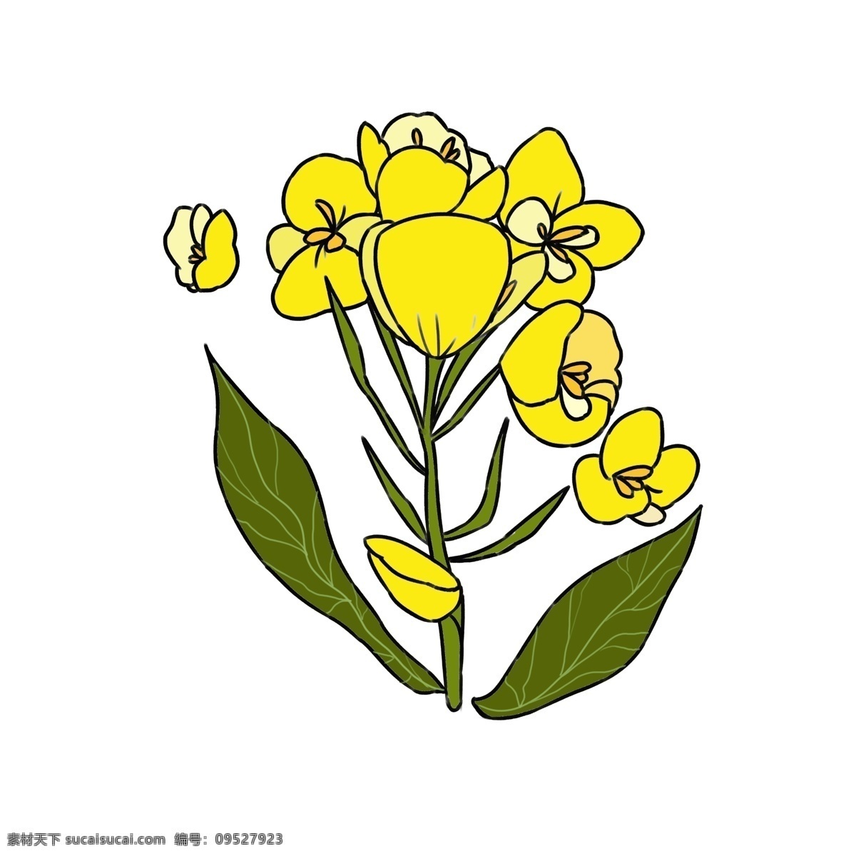 黄色 花朵 花瓣 飘落 唯美鲜花 油菜花插画 黄色花朵插画 绿色叶子 绽放花 花瓣飘落 新鲜花朵