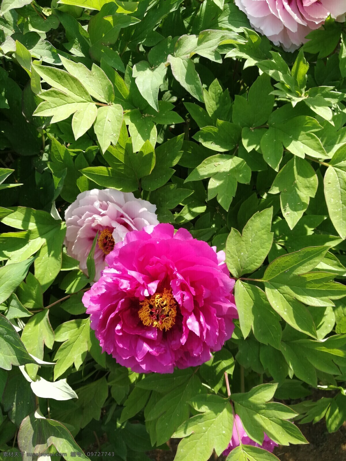 牡丹图片 粉色 白色 红色 牡丹 蜜蜂 照片 雍容华贵 富贵牡丹 花朵 花开 花卉 植物 绿叶 园林 花园 自然景观 自然风景