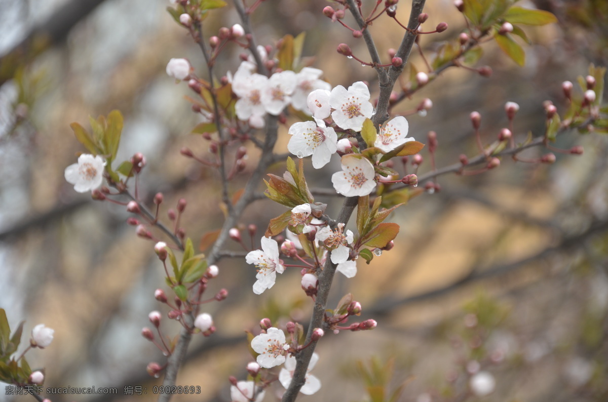 紫叶李的花 花卉 紫叶李 红叶李 花单生 聚生 粉红色 花卉系列 生物世界 花草