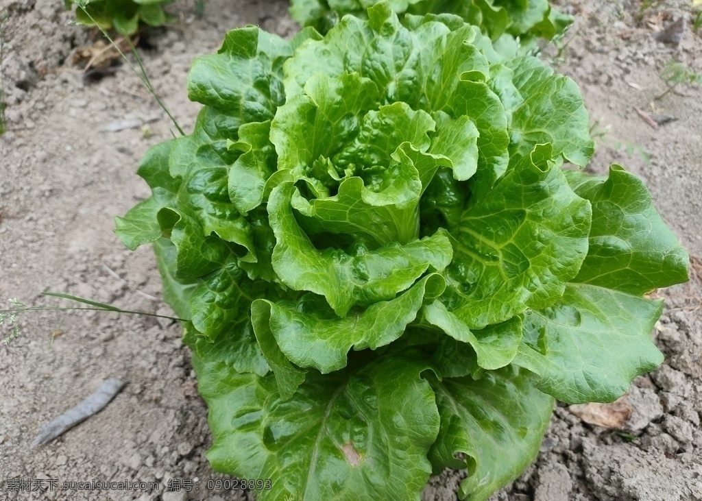 生菜 蔬菜 新鲜 食品 绿色 农业 青菜 植物 素食 维生素 有机蔬菜 菜叶 瓜 蛋 鸡蛋 菜市场 肉 菜地 菜园 生物世界