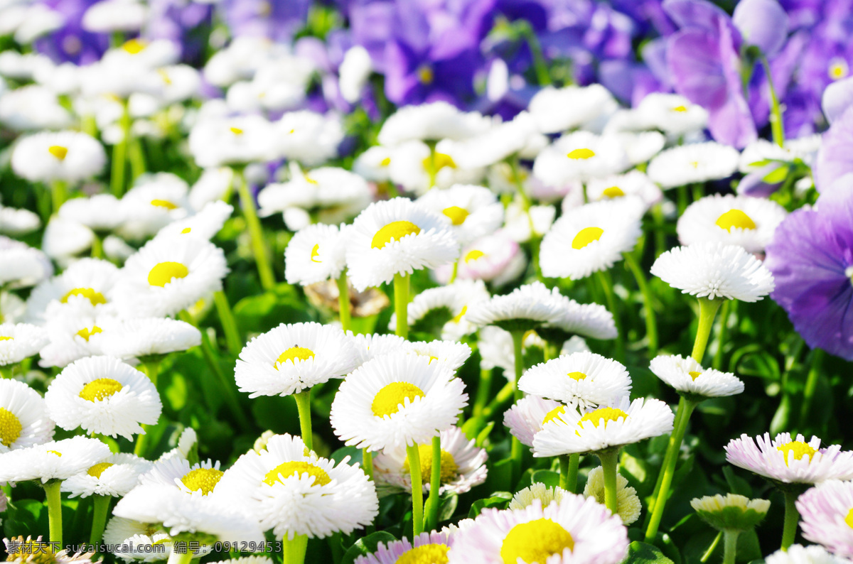 花海 菊花 花朵 小花 花束 花瓣 春天 菊花茶 开花 生物世界 花草