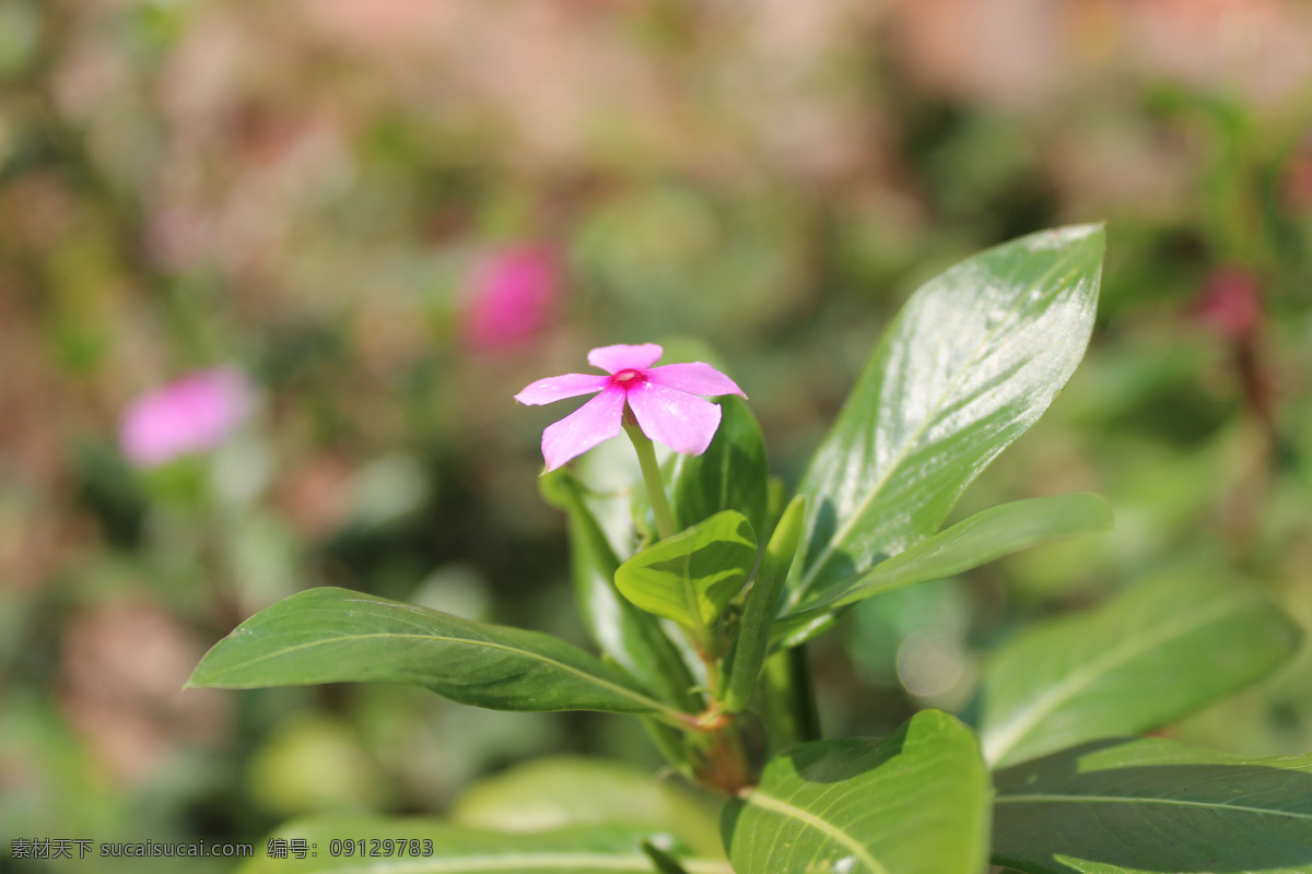 长春花朵 花朵 小花 金盏草 四时春 日日新 雁头红 三万花 生物世界 花草