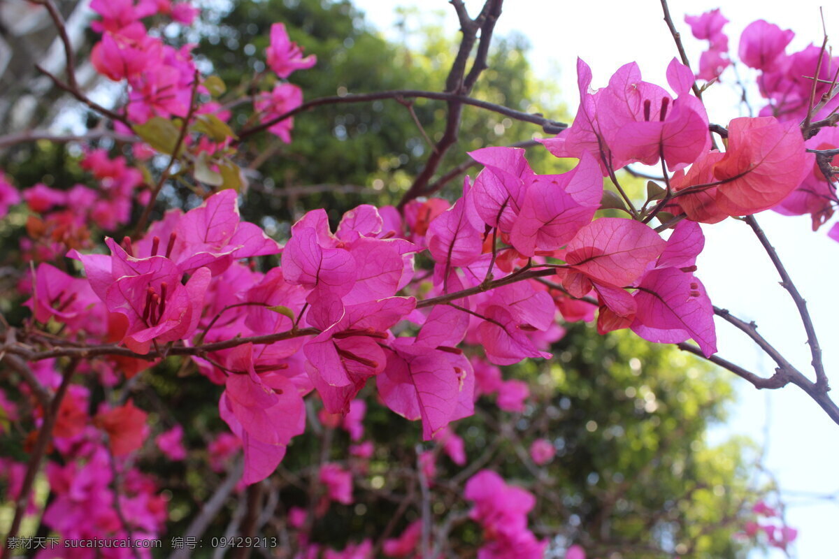 粉色花卉 花草 花卉摄影 生物世界 叶子花 园林植物 三叶 花 三叶花 植物景观 景观花 花卉展示 植物摄影 四月花卉 春季花卉 景观摄影 psd源文件