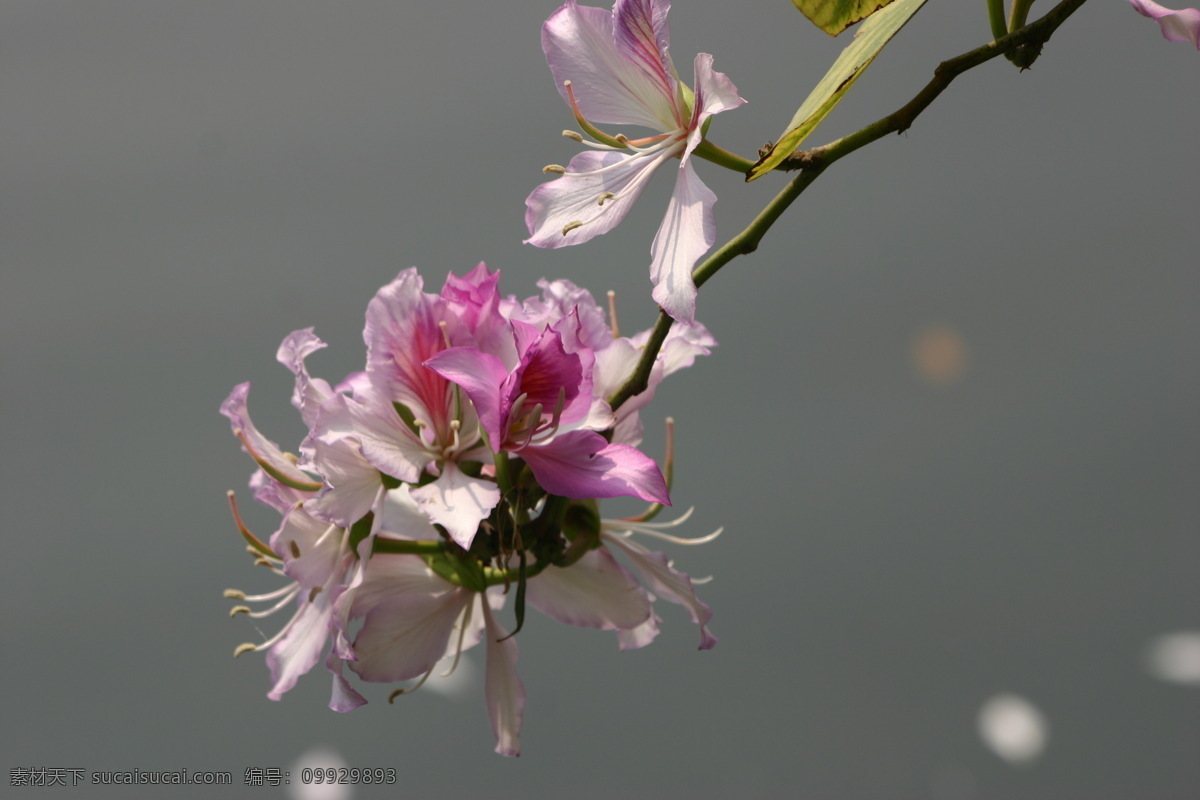 羊蹄甲花 春天 盛开 粉红色 羊蹄甲 花花世界 花草 生物世界