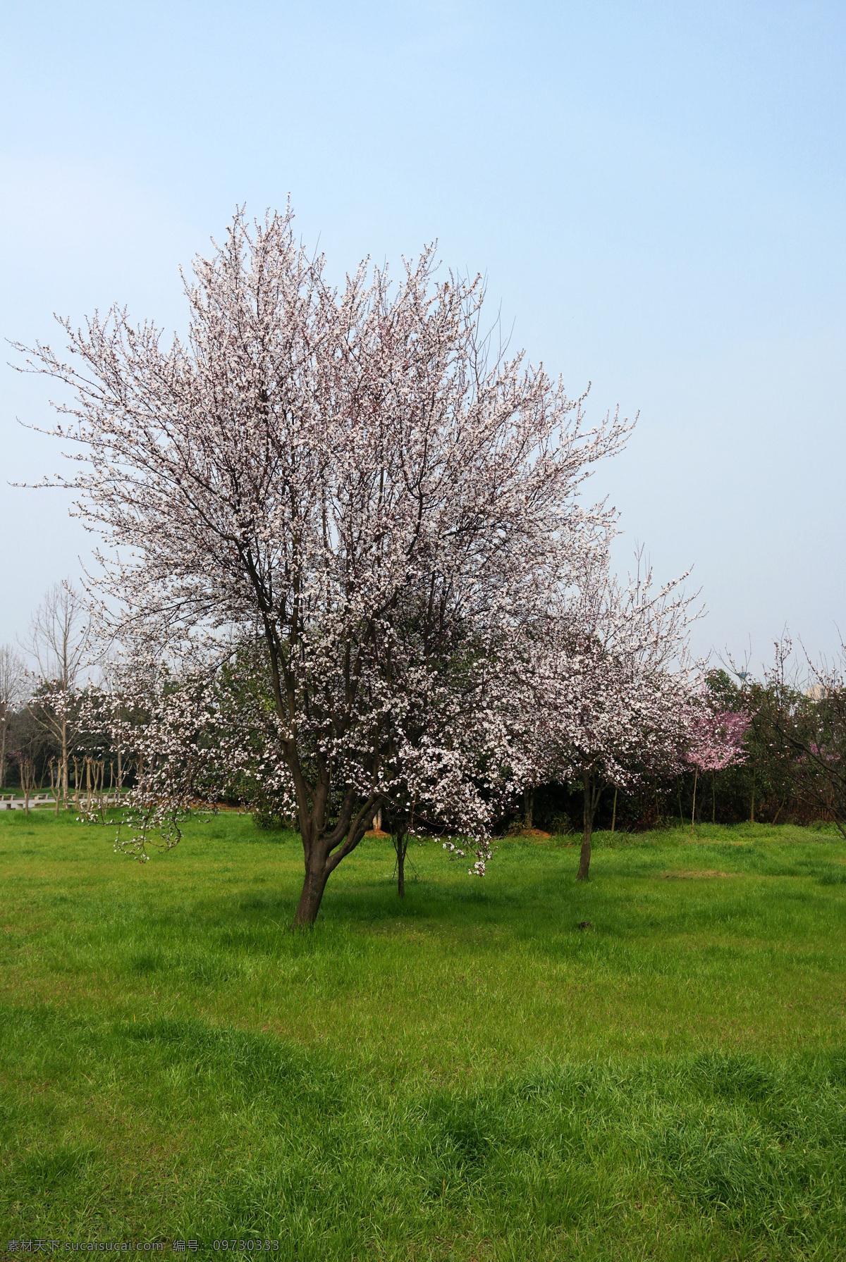 樱花 蓝天 花朵 花枝 花瓣 花树 樱花树 日本樱花 樱花林 樱花园 花园 樱花展 草坪 草地 公园 生物世界 花草