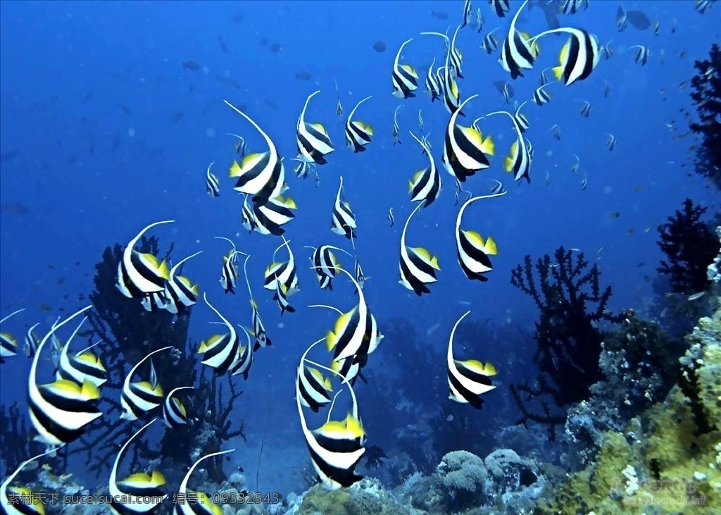 海底美景 海洋 海洋生物 鱼 美景 海 美图 背景 海底世界 自然景观 bmp