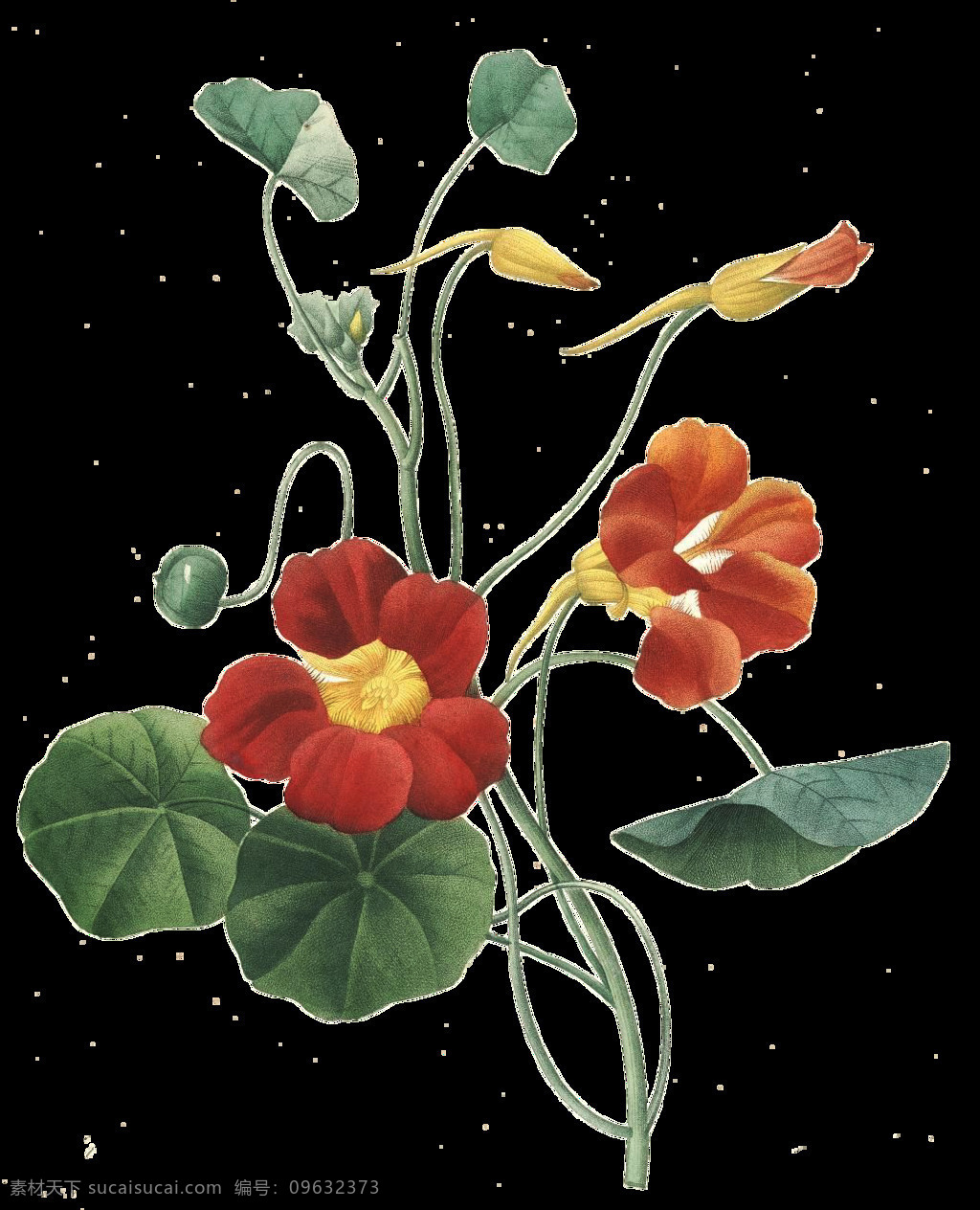 圆 叶 红色 花朵 元素 植物 树叶