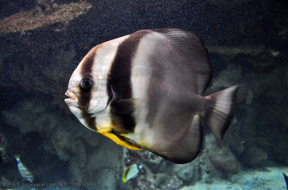 热带鱼 海洋 海洋生物 热带 生物世界 鱼类