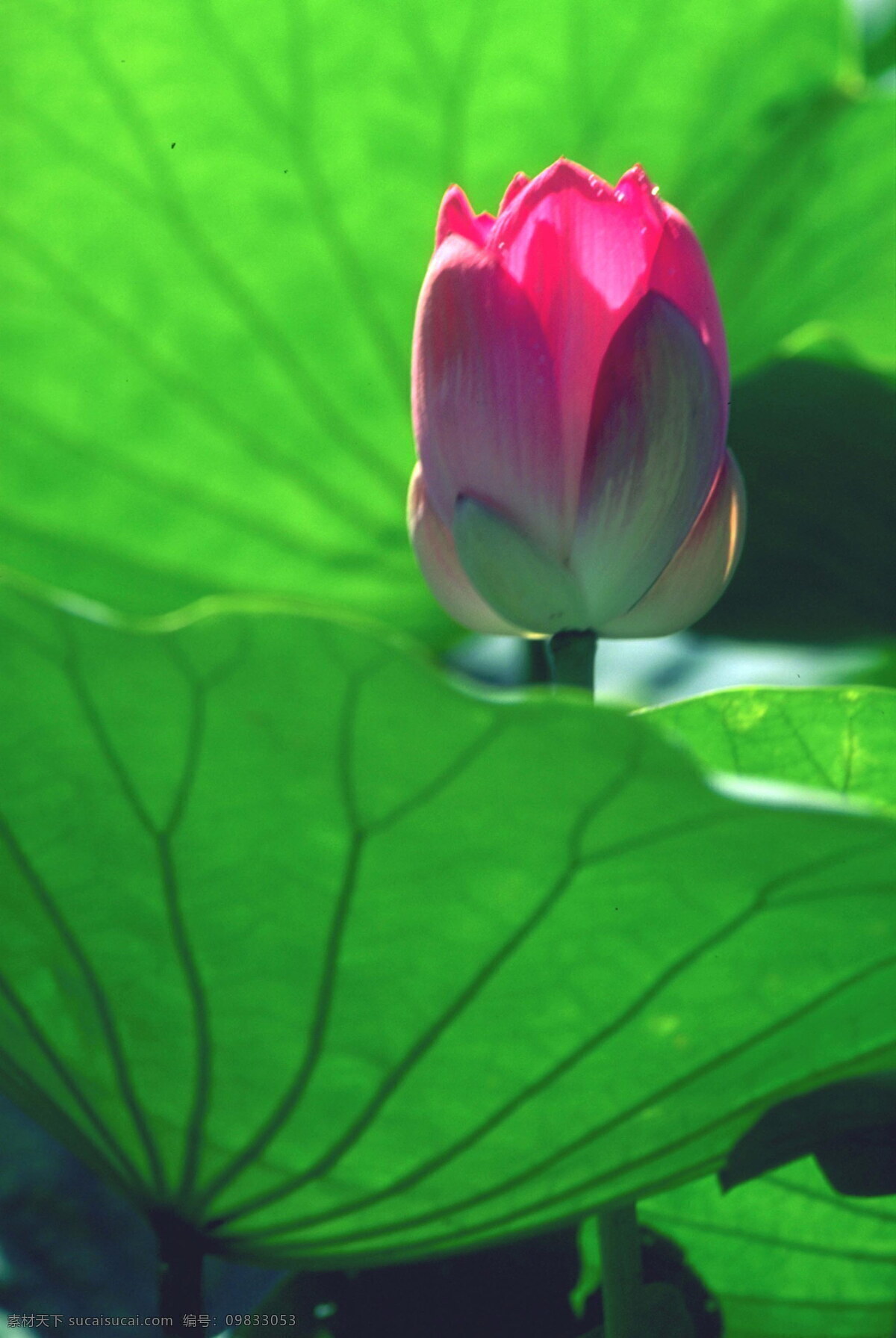 荷花 绿叶 背景 风景 荷叶 花卉 摄影图库 田园风光 叶子 植物 荷花绿叶 自然景观 生活 旅游餐饮