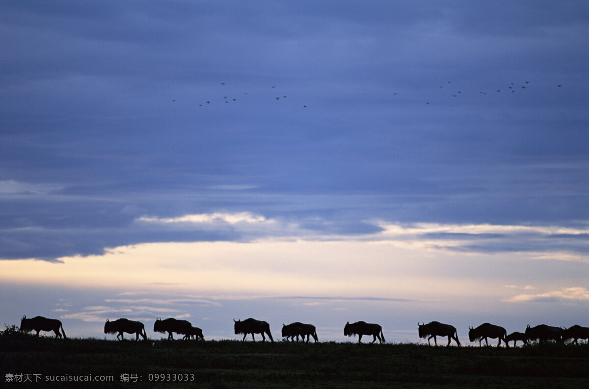 非洲 野生动物 牛群 非洲野生动物 动物世界 动物 jpg图片 生物世界 摄影图片 牛 脯乳动物 美丽风景 陆地动物 蓝色