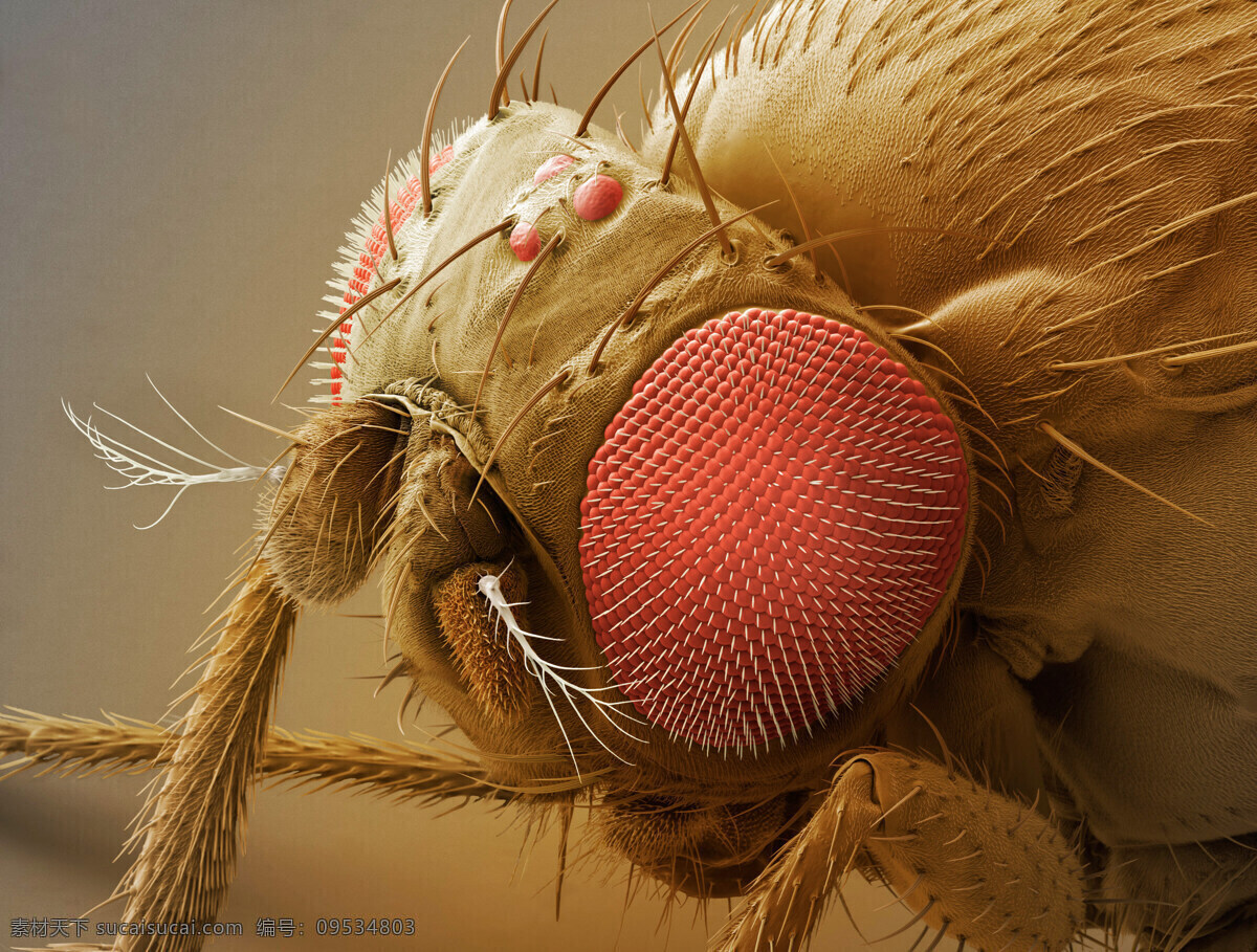 苍蝇复眼 生物 大自然 野生动物 生命 昆虫 环境 环保 生机勃勃 自然界 野外 微距摄影 生物世界