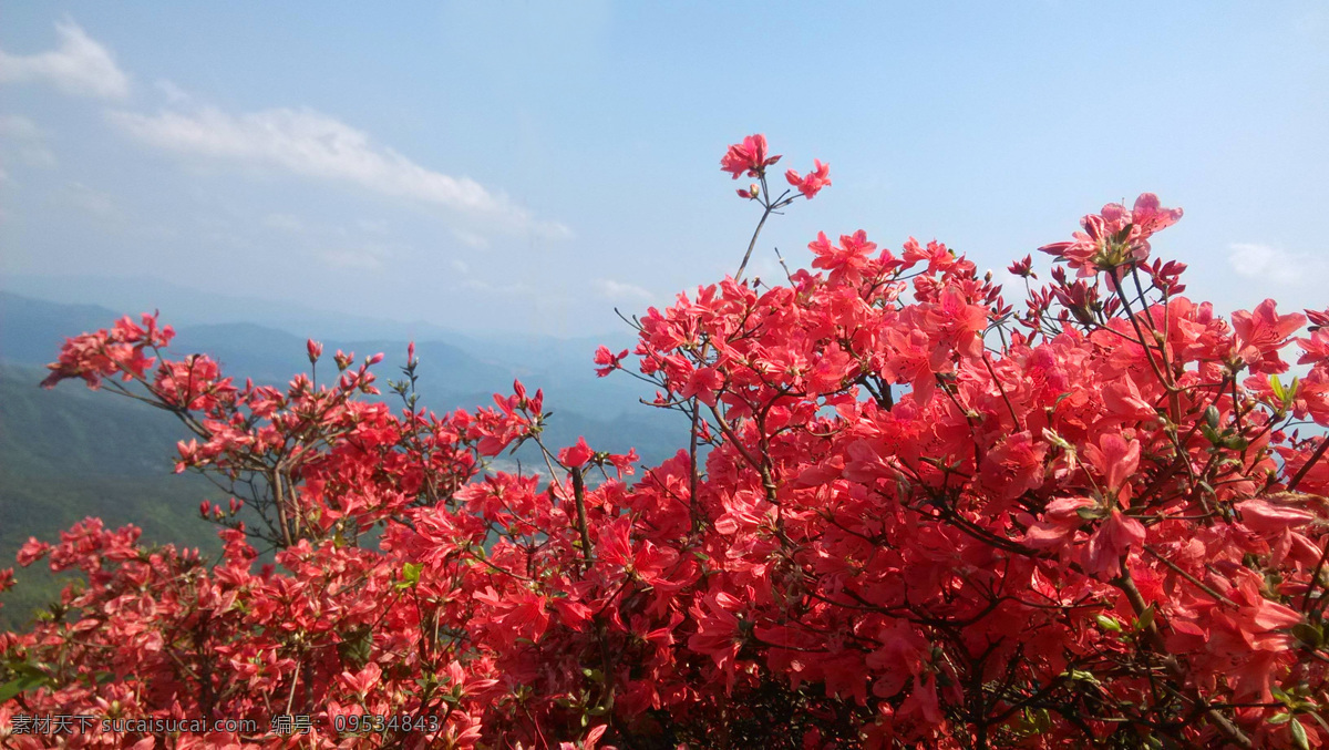 杜鹃花 通天蜡烛 山顶 从化通天蜡烛 红杜鹃 生物世界 花草