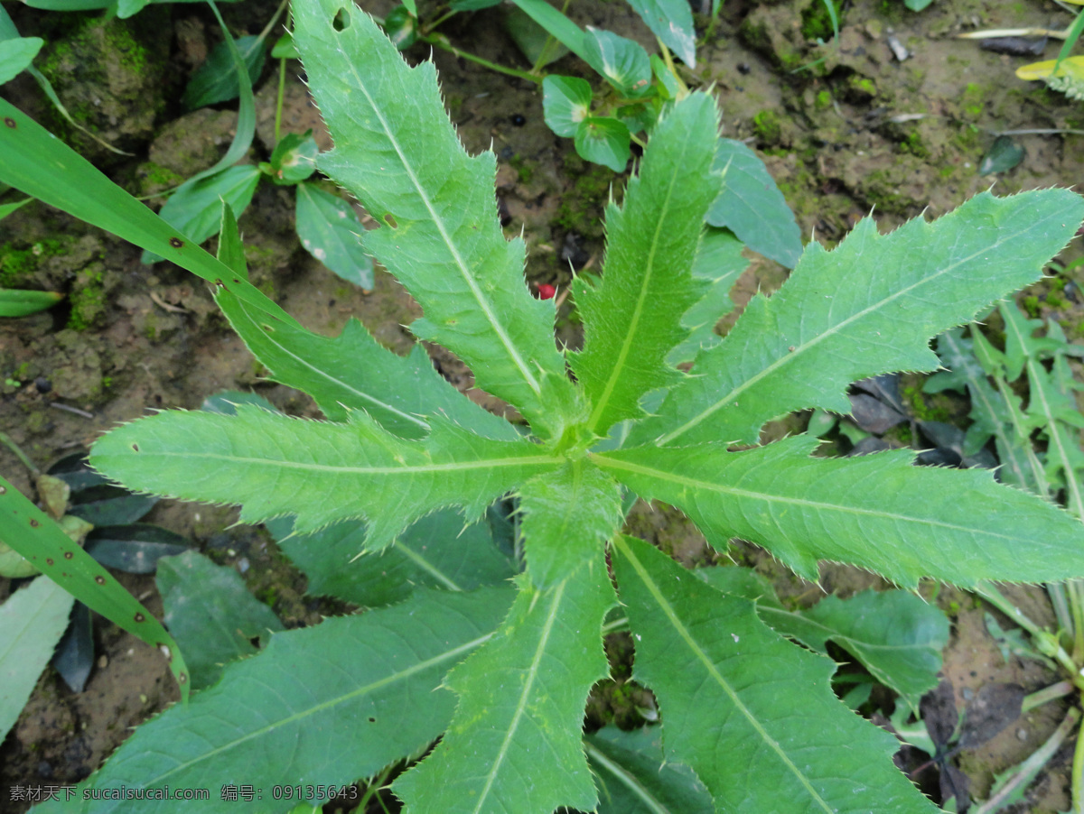 刺儿菜图片 刺刺芽 刺儿菜 刺蓟 小蓟 野花 小恶鸡婆 紫色花朵 食用野菜 刺狗牙 青青草 蓟属 药材 植物 枪刀菜 中草药 生物世界 花草