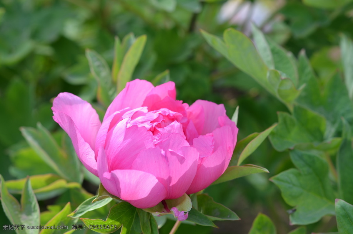 牡丹 春天 富贵 国花 花草 绿叶 牡丹花 生物世界 psd源文件