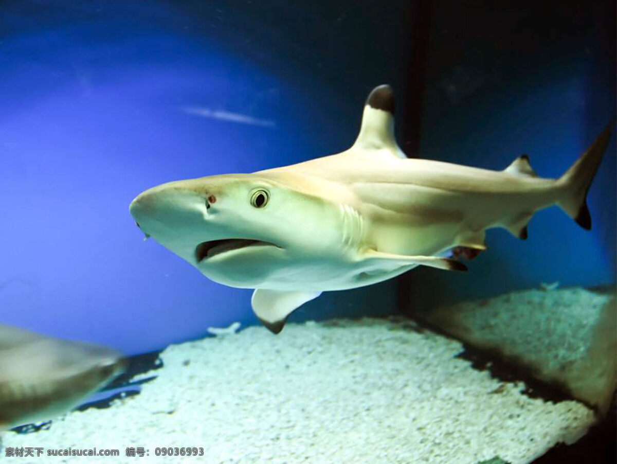 鲨鱼图片 鲨鱼 大海 蓝海 鱼 动物 生物世界 海洋生物