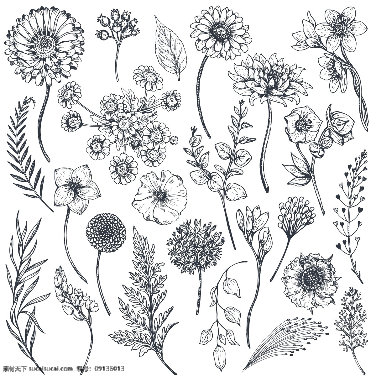 黑白 手绘 植物 叶子 插画 花朵 清新 速写