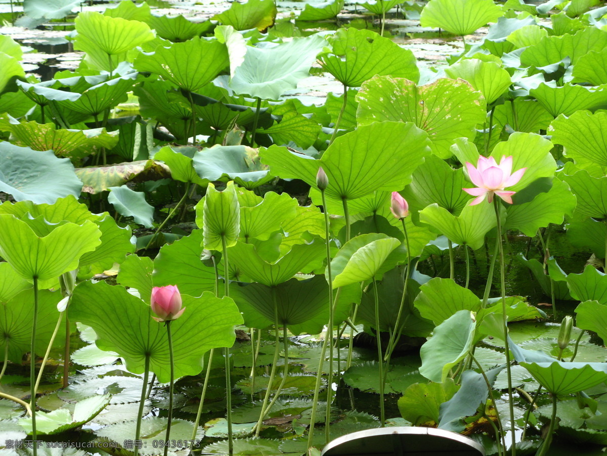 月 荷花 池塘 荷叶 花草 莲叶 生物世界 7月的荷花 psd源文件