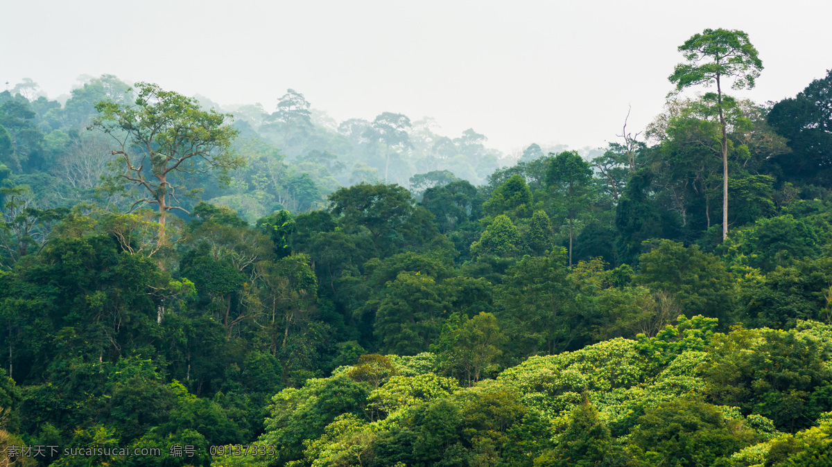 热带雨林 景观 树木 热带雨林景观 自然景观 灌木丛 丛林 自然风景