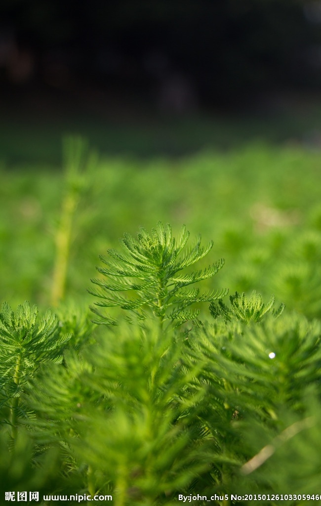 小清新 清新 深圳 风景 大光圈 生物世界 花草