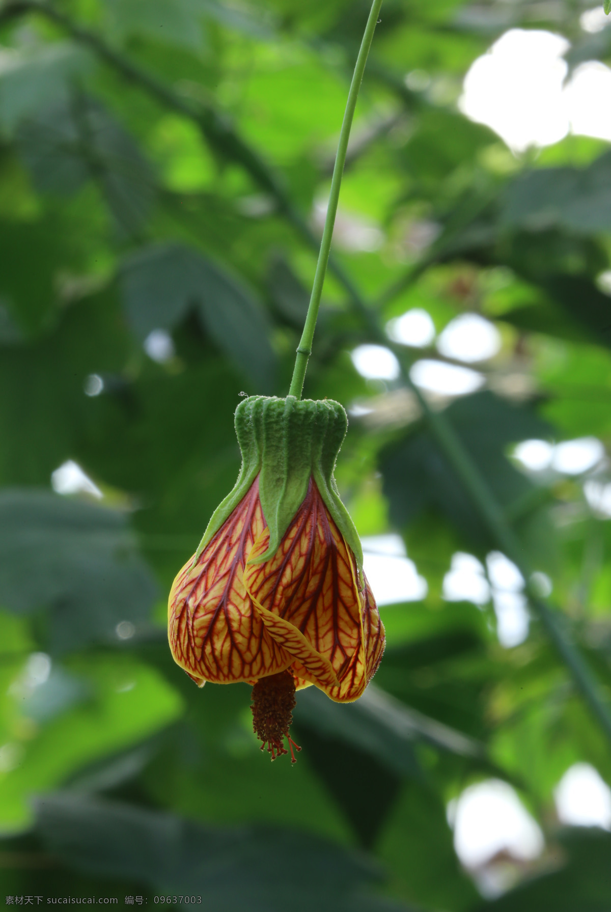 金铃花 灯笼花 网花苘麻 红脉商麻 常绿灌木 花朵 花儿 植物 花卉 花草 园艺 观赏花卉 观赏植物 园林景观 绿化景观 花卉大观园 生物世界