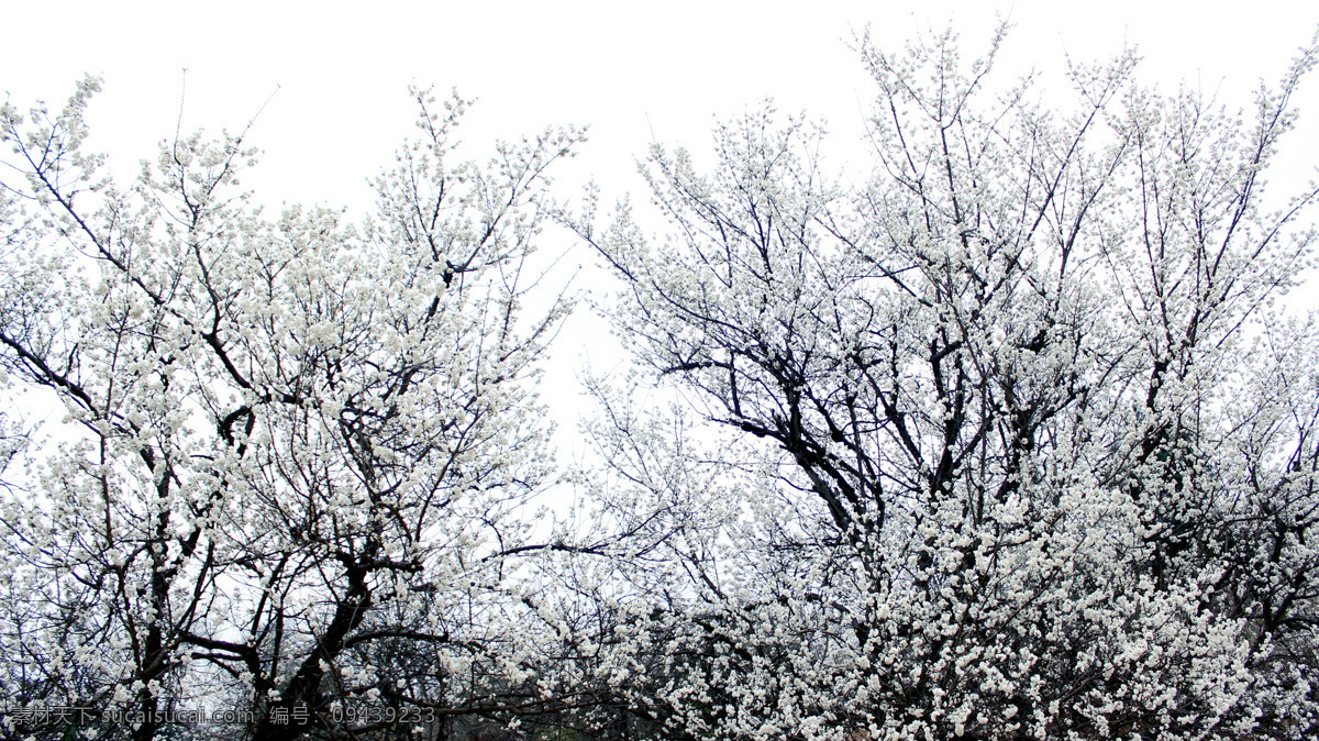樱花树丛 花蕾 唯美 春天 春意 白色 生物世界 花草
