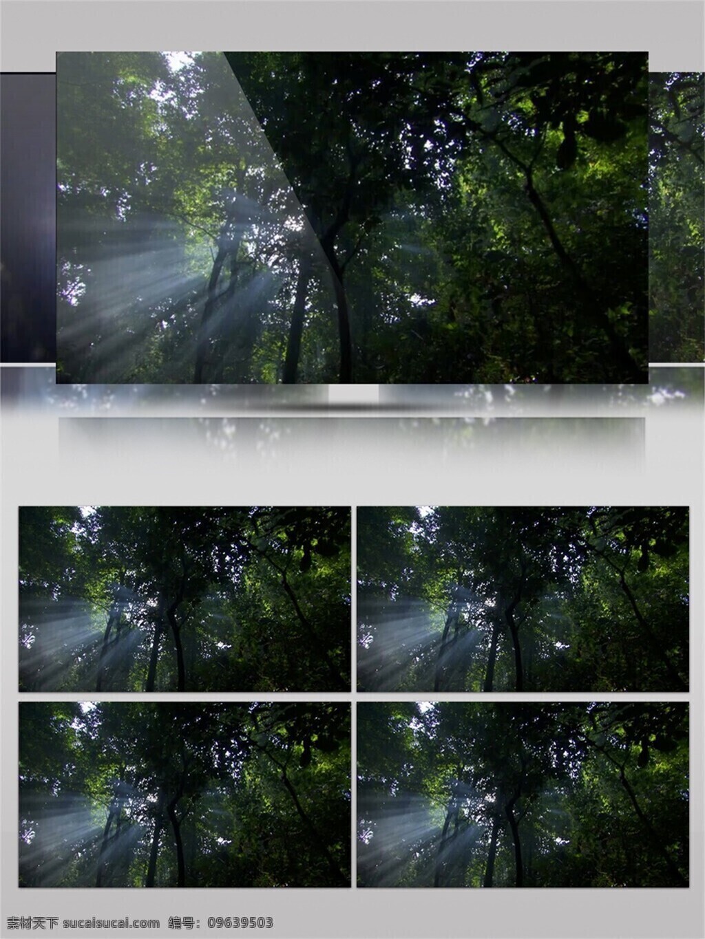 阳光 穿过 森林 视频 音效 绿色 植物 大自然 清新 视频素材 视频音效