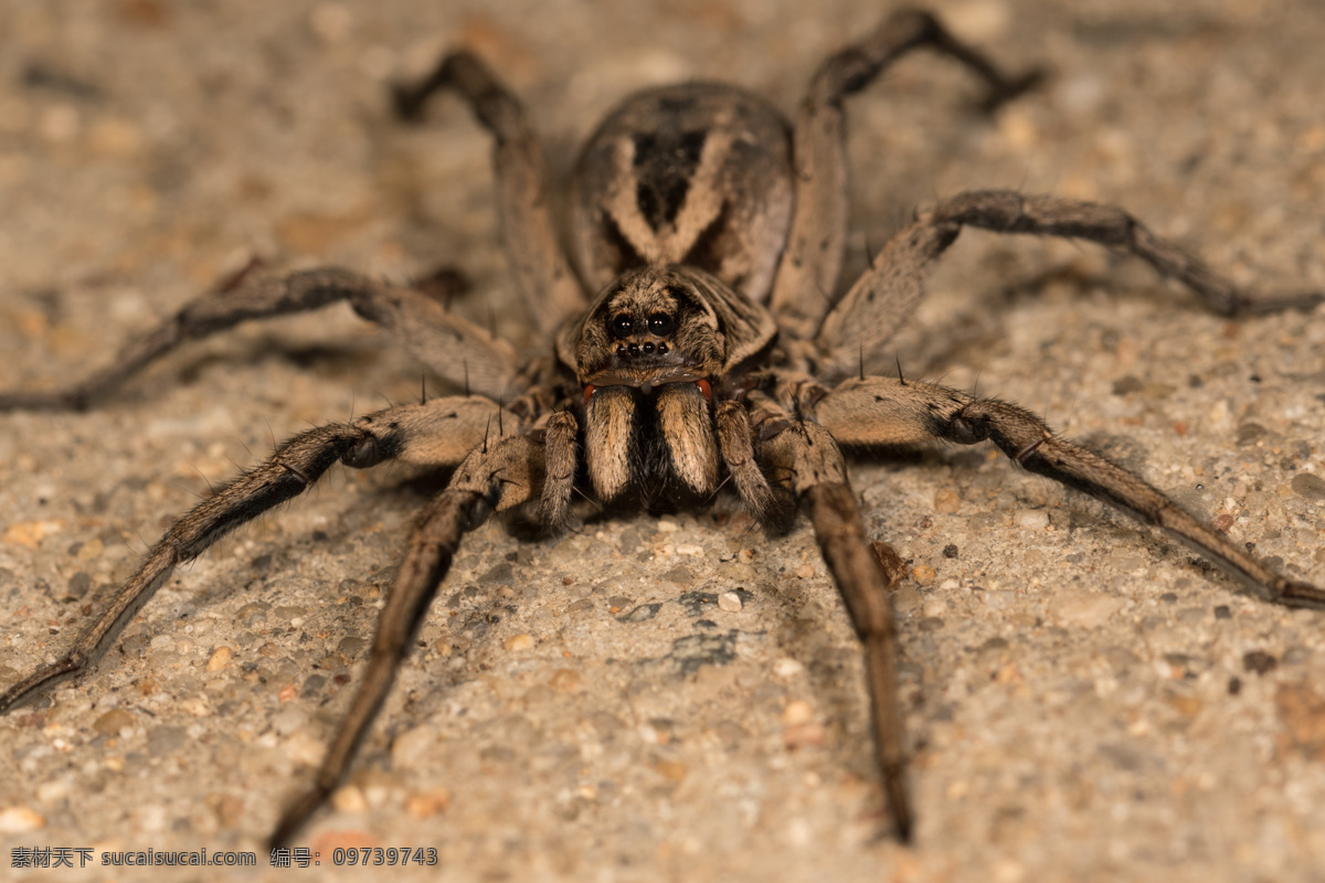 沙地 上 蜘蛛 节肢动物 动物摄影 动物世界 动物昆虫 昆虫世界 生物世界