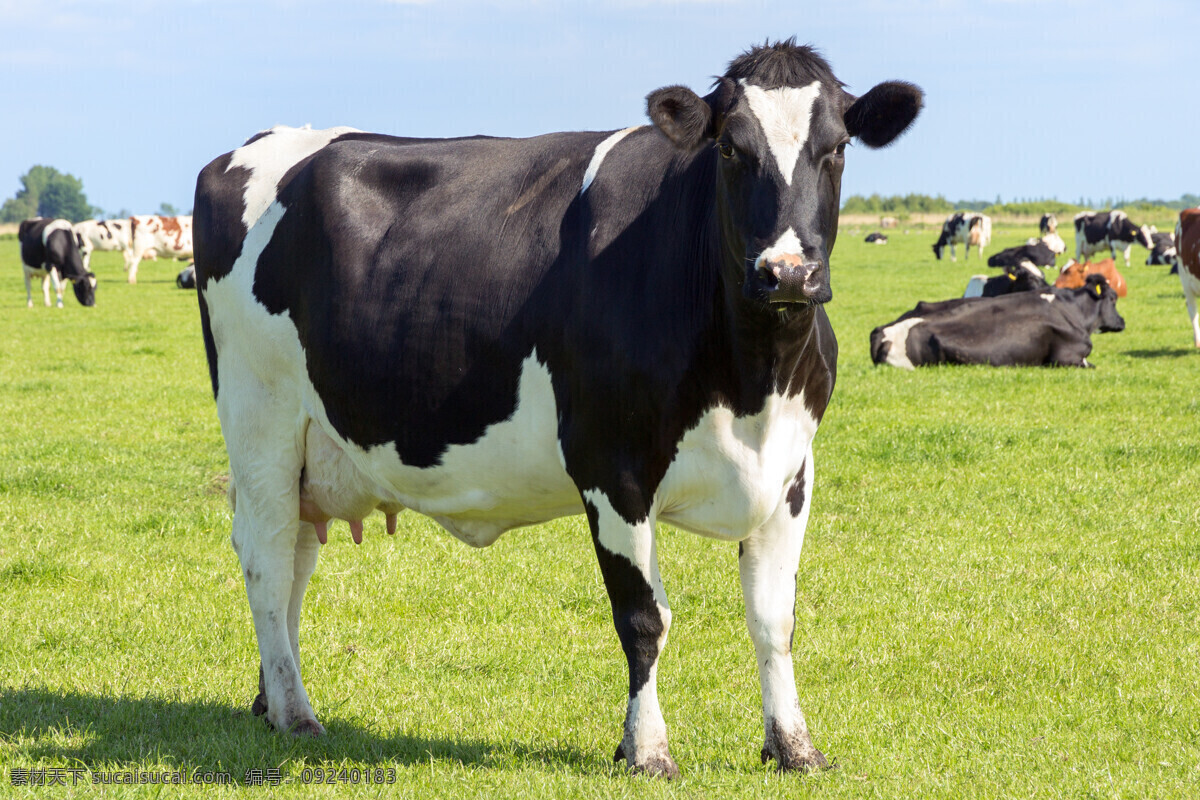 奶牛 奶制品广告 奶源地 蓝天白云 草地奶牛图片 草原 牛群 奶制品 牛初乳 放牧 草地 黑白花奶牛 牛 牲畜 生物世界 家禽家畜