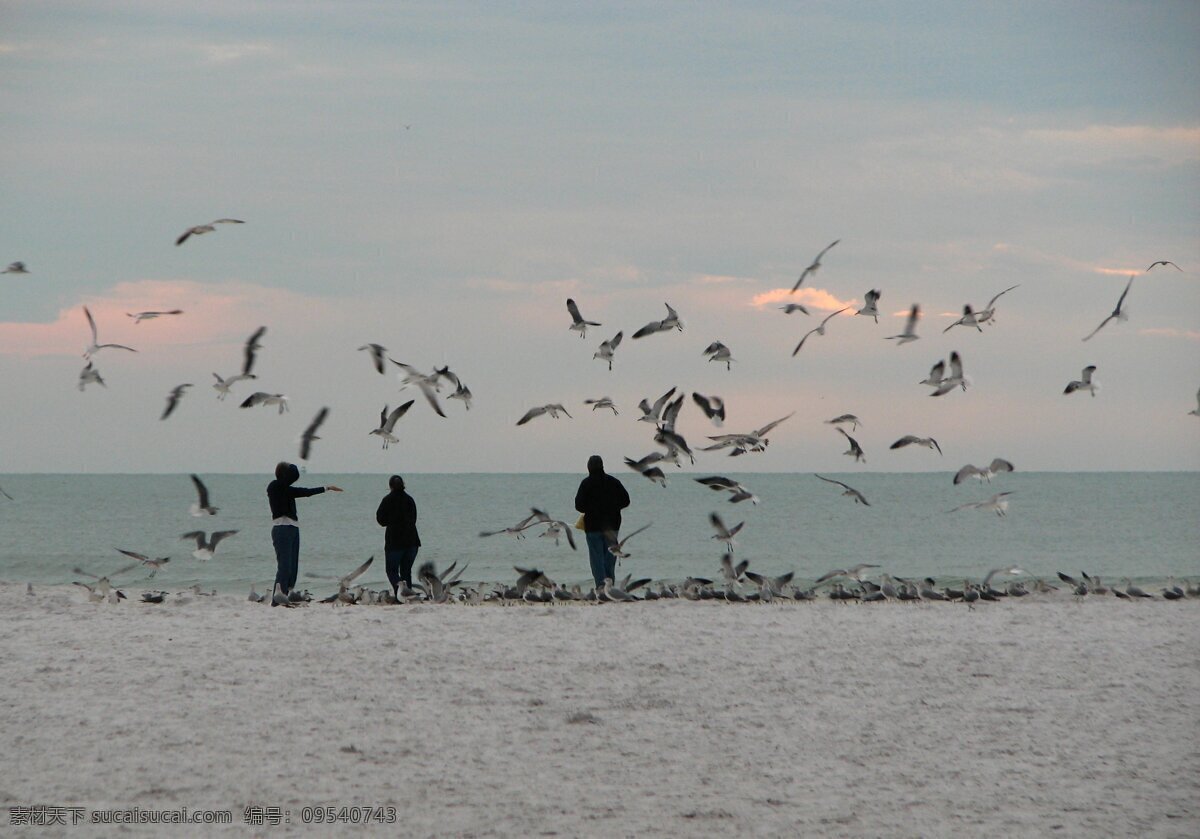 海边风光 大海 风光 风景 海边 海鸟 海鸥 海滩 海洋 边风光 沙滩 美景 风光方面素材 自然风景 自然景观 psd源文件