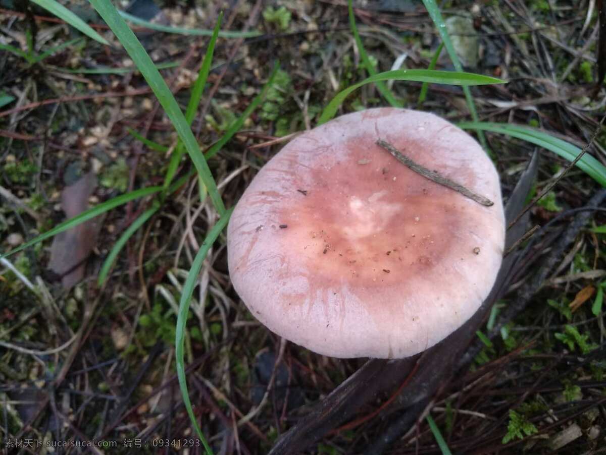 野生菌菇 蘑菇 野生蘑菇 有毒蘑菇 鄂东草菇 生物世界 其他生物